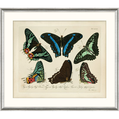 « Naturaliste Butterfly VIII » Oken, reproduction d’art sur papier