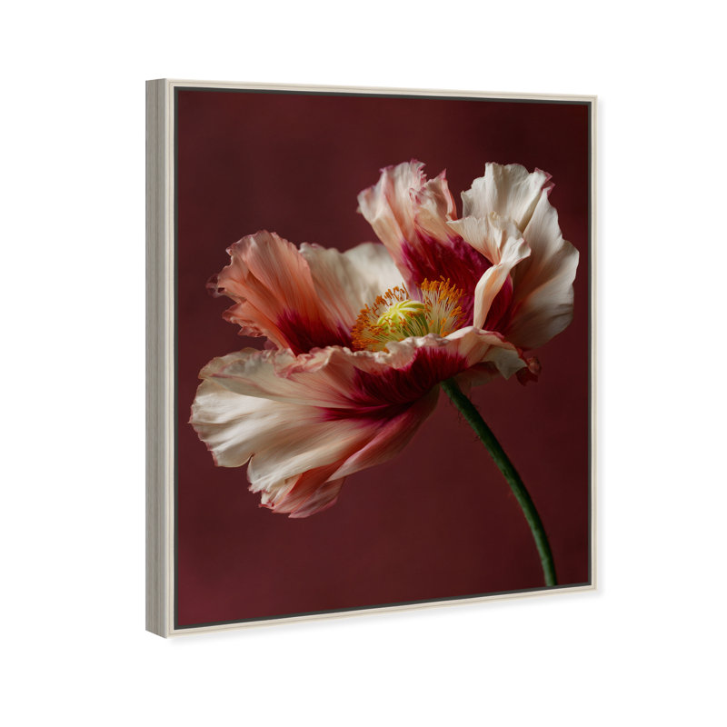 Merlot Blush Blossom I Print by Oliver Gal, 21"H x 25"W, Silver Floater Frame