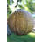 Stotler 12'' Solar Powered Integrated LED Globe Lantern-24127335