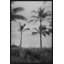 Silver Palms 2' Framed Photographic Print
