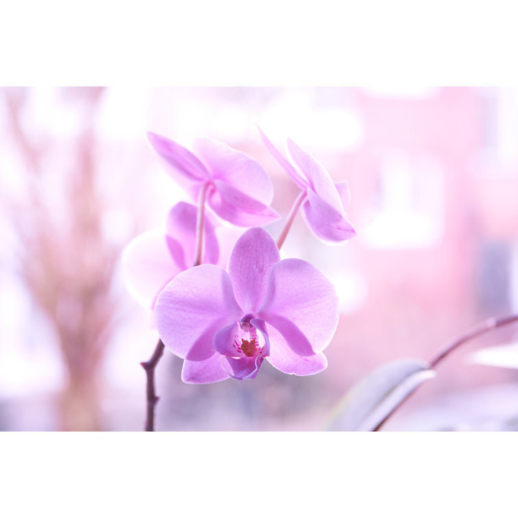 Purple Orchids - Wrapped Canvas Print
