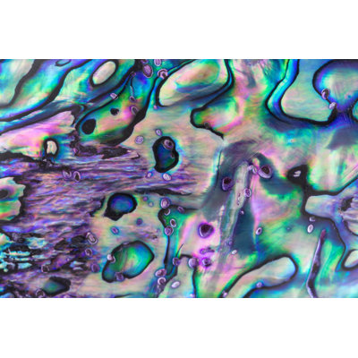 " Abalone Pearl Shell "