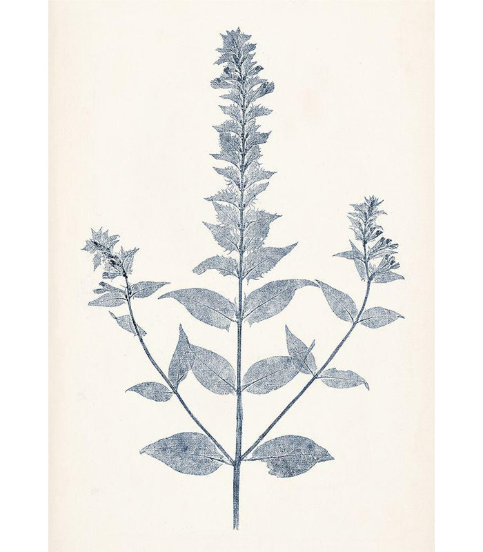 Art sur toile tendue par Red Studio Barrel Studio®: Marine Botanicals VII, H 48 po x l 35 po