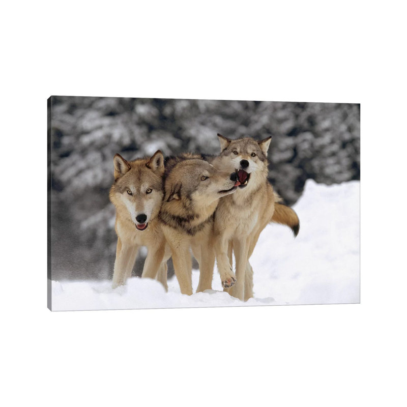 Timber Wolf Trio Playing In Snow, Montana by Tim Fitzharris - Wrapped Canvas Print, 66.04 cm H x 45.72 cm W x 1.91 cm D