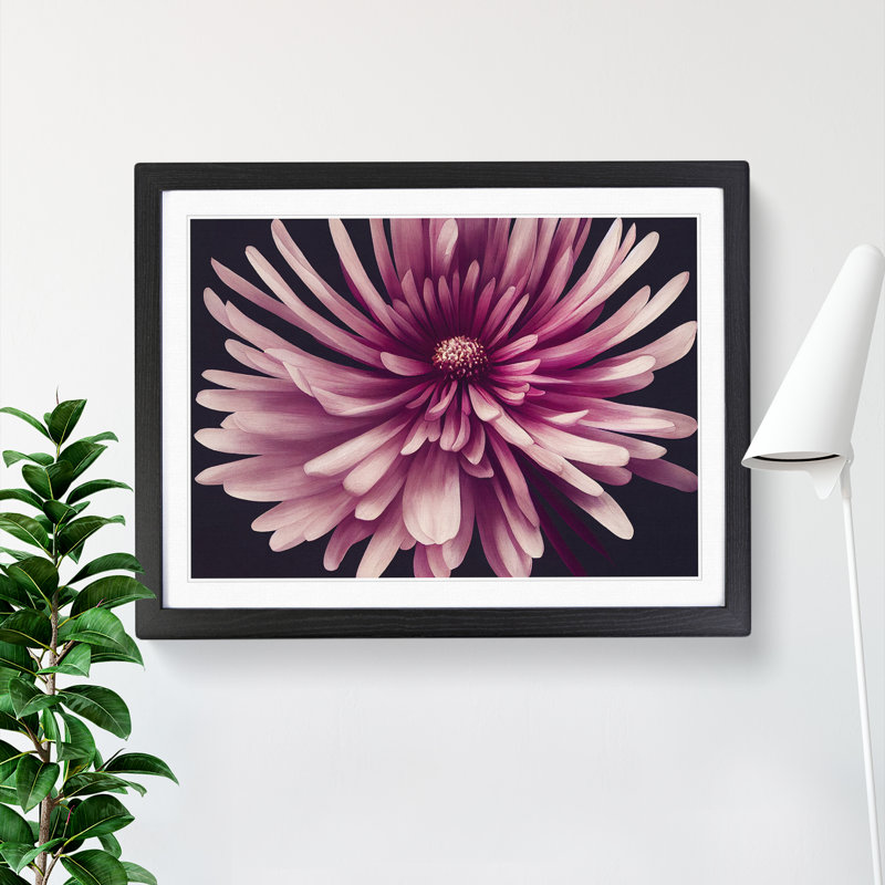 Irresistible Chrysanthemum Flower - Framed Print, Black, 46cm H x 64cm W x 2cm D