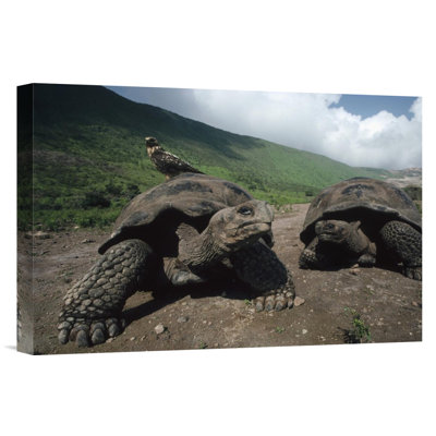 " Volcan Alcedo Giant Tortoise With Galapagos Hawk, Galapagos Islands "