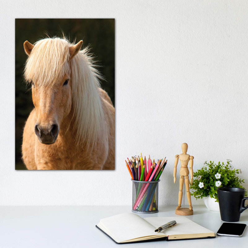 Iceland. Icelandic Horse In Sunset Light IV - Wrapped Canvas Print, 20.32 cm H x 30.48 cm W