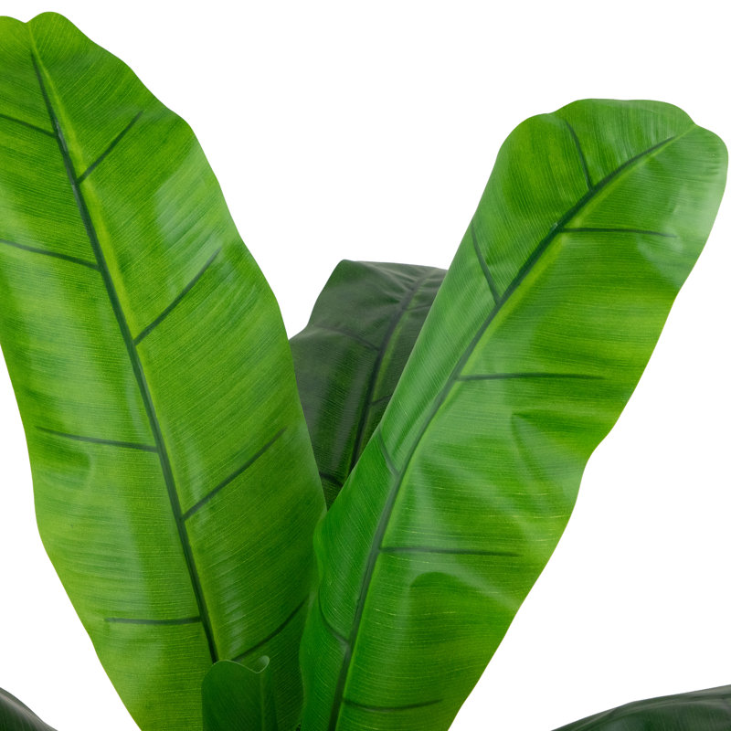 20 plantes