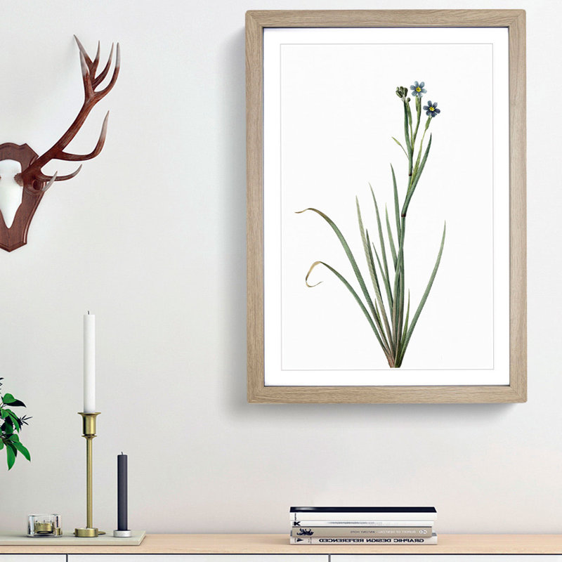 Bermudiana Flowers by Pierre-Joseph Redoute - Single Picture Frame Painting, 33cm H x 24cm W x 2cm D, Oak Framed