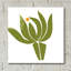 "Protea" par Jane Schmidt-1935706419