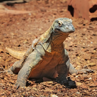 Dragon de Komodo dans la faune