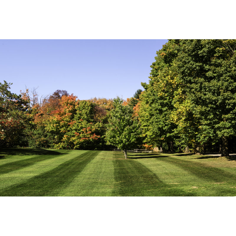 Backyard by DoraDalton - Wrapped Canvas Print, 51cm H x 76cm W