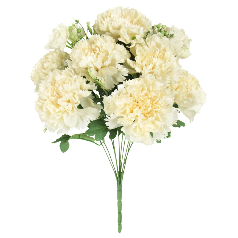 Oeillet, Blanc crème
