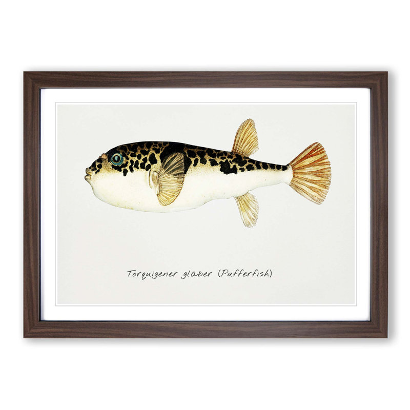 Illustration of a Pufferfish by F.E. Clarke - Picture Frame Graphic Art Print, 27cm H x 36cm W x 2cm D, Walnut Framed