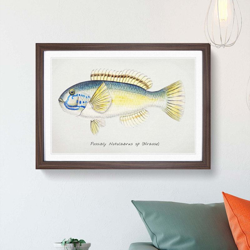 An Illustration Of A Wrasse Fish by F.E. Clarke - Single Picture Frame Painting, Walnut Framed, 33cm H x 45cm W x 2cm D