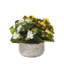 Kalanchoe Flower Bushes Red Rose Yellow in Stone Round Pot-62276259