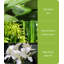 Bamboo Everyday Plant / Floral Reed Diffusers - Bamboo & Ginger Lily-113464837