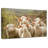 Stunned Sheep-107504194