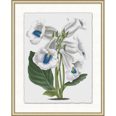 Floral Study 7 Print