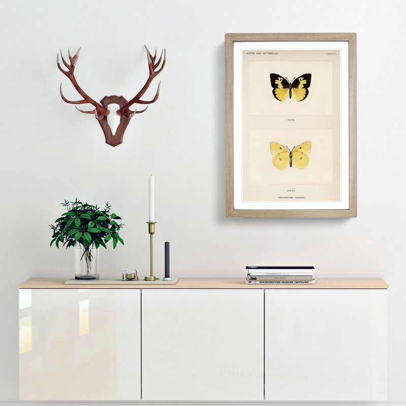 Southern Dogface Butterfly by S.F. Denton - Picture Frame Painting Print, Oak Framed, 65cm H x 48cm W x 2cm D