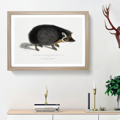 Collared Hedgehog by John Edward Gray - Framed Print