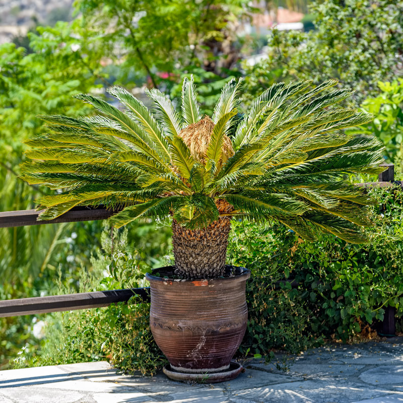 Female Sago Palm In Flowerpot by IgorSPb - Wrapped Canvas Print, 91cm H x 91cm W x 3.8cm D