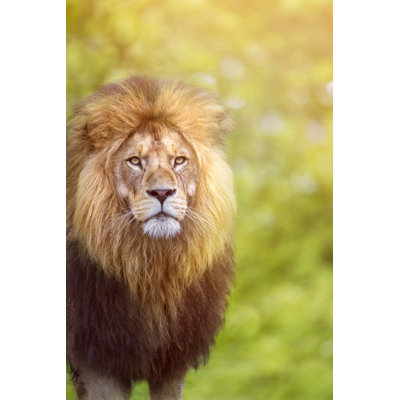 African Male Lion by Grafissimo