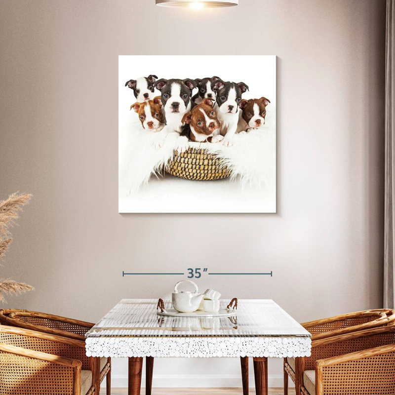 Panier pour chiots Brampt Boston Terrier