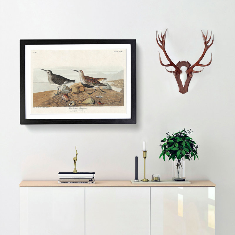 Red-Backed Sandpiper by John James Audubon - Picture Frame Painting Print, 36cm H x 48cm W x 2cm D, Black Framed