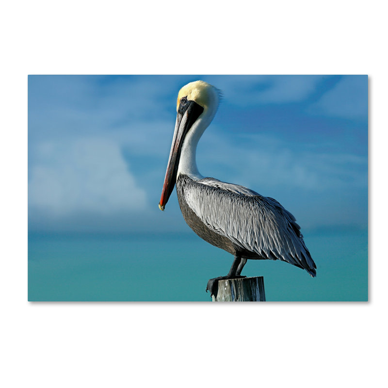 «Pelican» par Alexan, reproduction de photo sur toile tendue, 16 po x 24 po