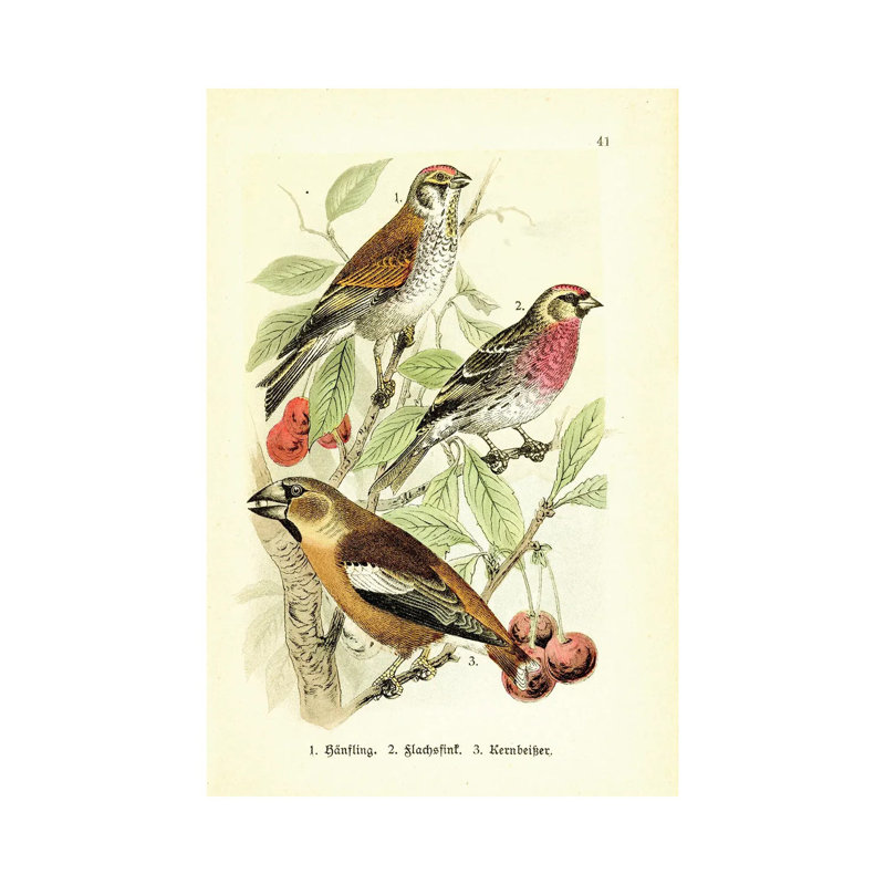 Hawfinch And Friends by Tina Higgins - No Frame Gallery-Wrapped Canvas Giclée on Canvas