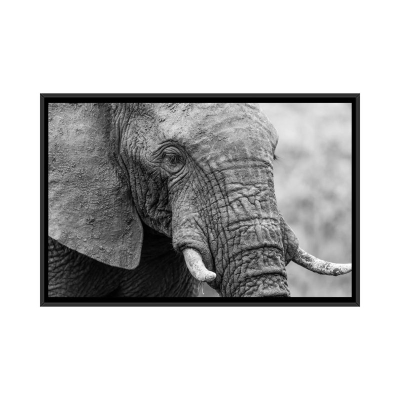 « couch éléphant », reproduction de photo sur toile, H 18 po x l 26 po x P 1,5 po, Toile avec cadre noir, Pas de tapis