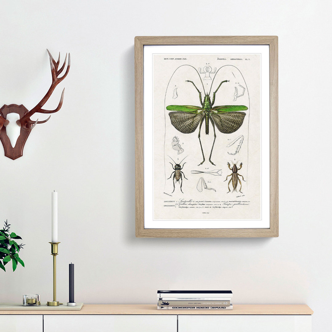 Grasshopper Illustration by Charles D' Orbigny - Picture Frame Graphic Art Print