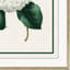 Flora VI Framed