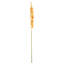 46-Inch Eremurus Stem