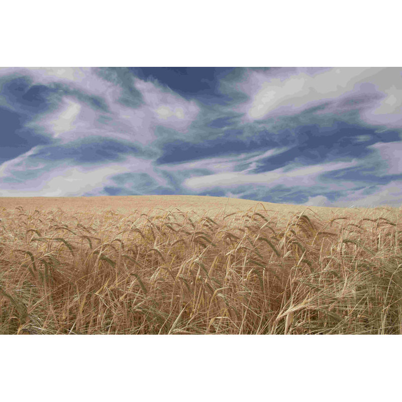 Farm & Field II, H 12 po x l 18 po