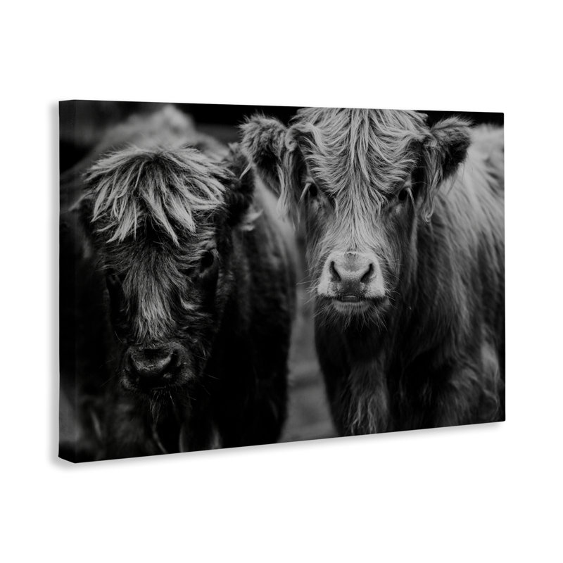 Visage de vache sur toile de ferme, design par Amy Carroll, H 24 po x l 36 po
