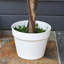 Charleston 90cm Plant-55937756
