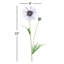 Tiges de marguerite-1241091719