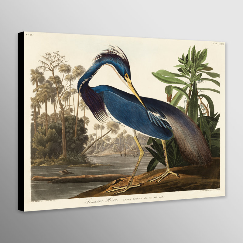 Louisiana Heron Bird by John Audubon - Art Prints on Canvas, 61cm H x 81cm W x 4cm D
