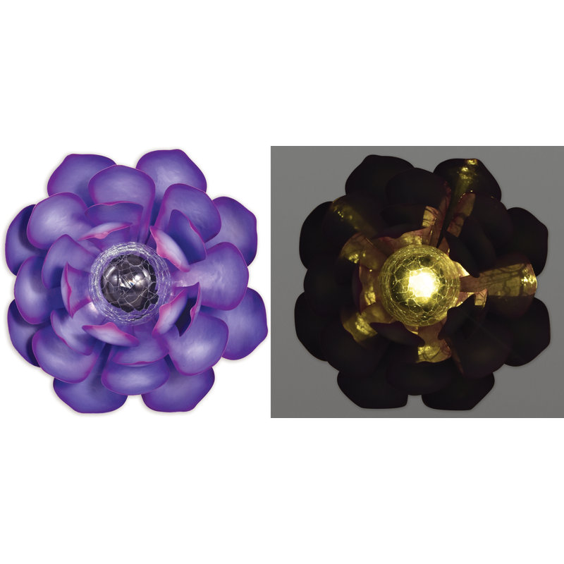 Plante grasse solaire Knight, Mauve