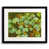 Black Framed Paper selected