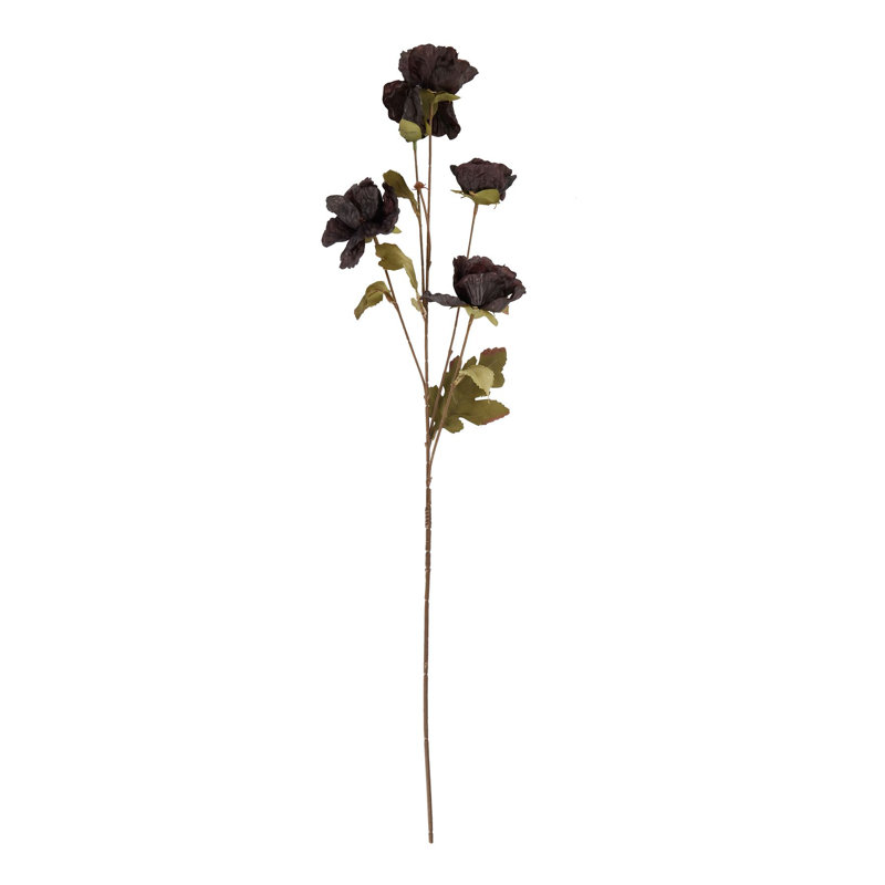Anastasija Arrangement