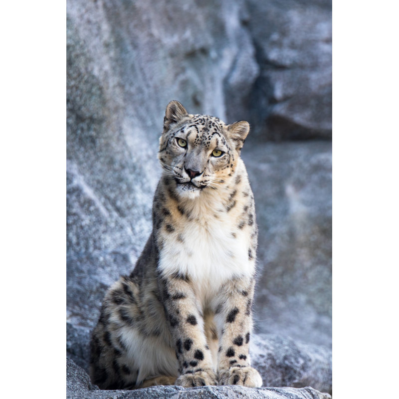 Snow Leopard by Cloudtail_the_Snow_Leopard - Wrapped Canvas Print, 46cm H x 30cm W