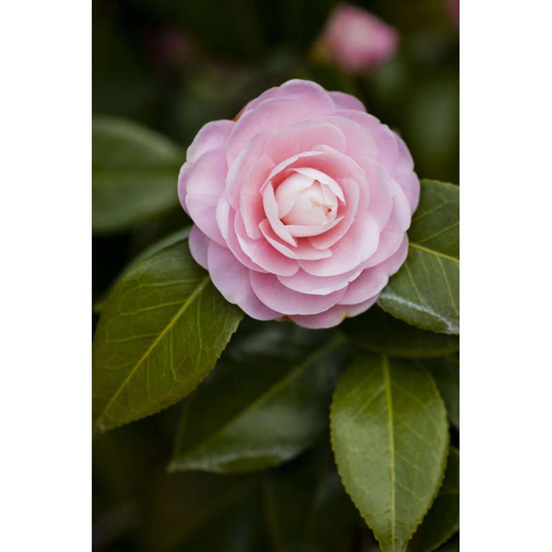 Pink camellia, 122cm H x 81cm W