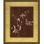 Botanist Study 6 Print by Lillian August