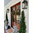 Mini Cedar Pine Silk Tree