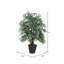 Arbre smilax dans un panier