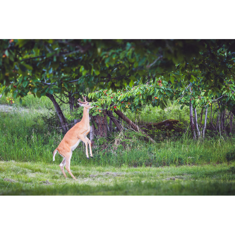 Deer Standing On Hind Legs And Eating Cherries 651169826, 81cm H x 122cm W