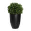 Seville Faux Boxwood Topiary in Fiberstone Planter